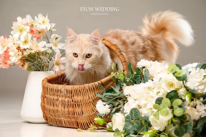 寵物寫真,寵物攝影,寵物照,毛孩照,紀念照